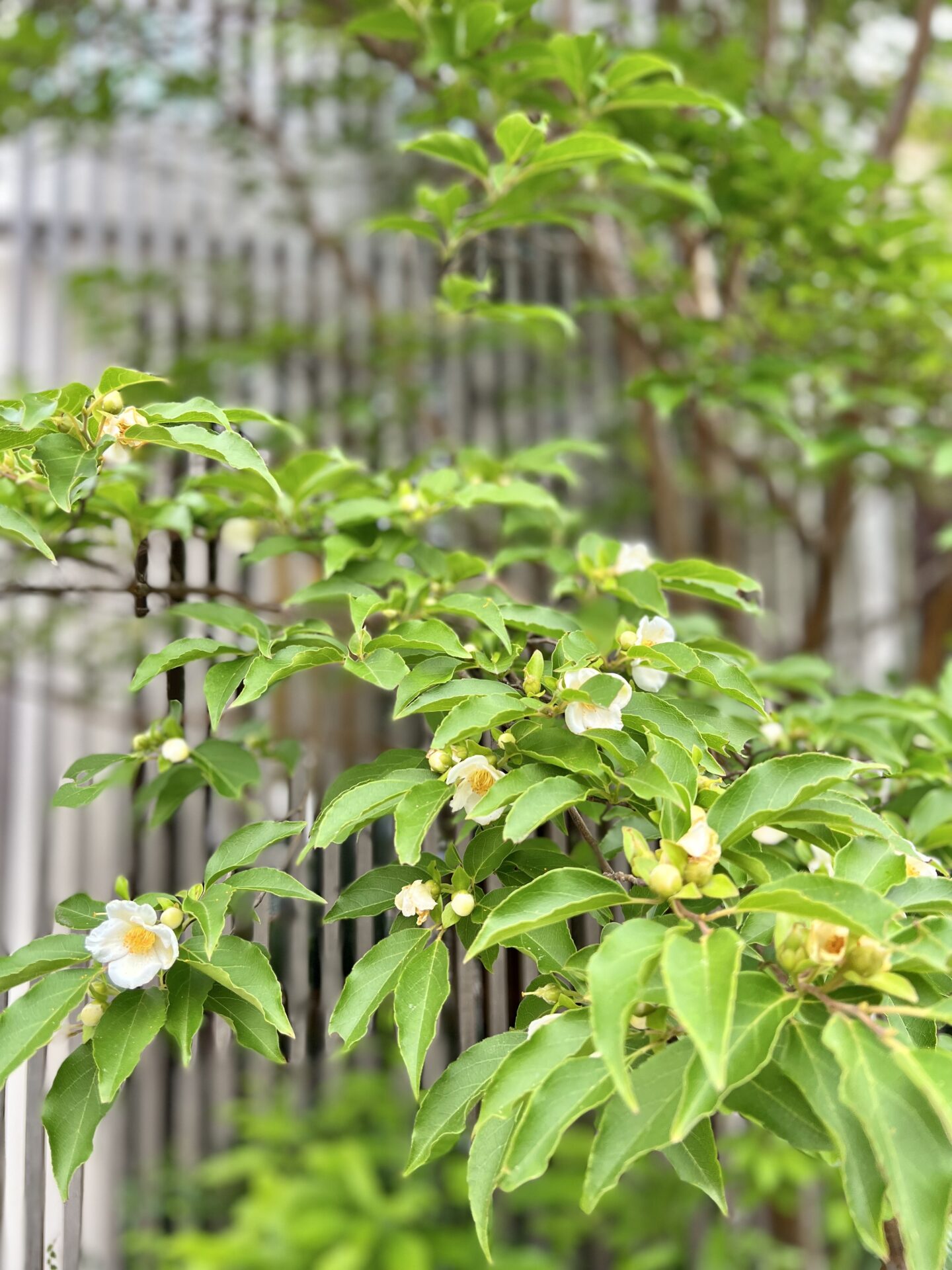 事務所シンボルツリー ヒメシャラ開花しました ウッドシップ Woodship 事務所シンボルツリー ヒメシャラ開花しました ウッドシップ Woodship